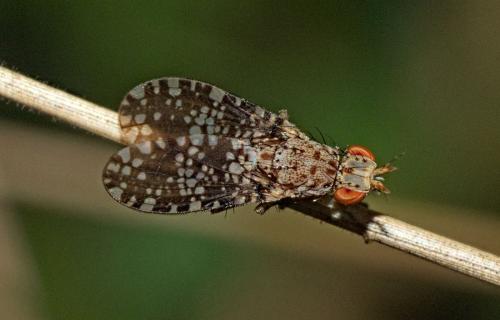 Trypetoptera punctulata